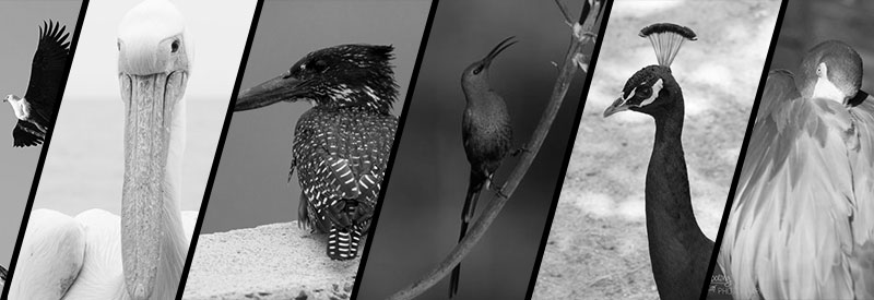 Shooting Star Bird Photography