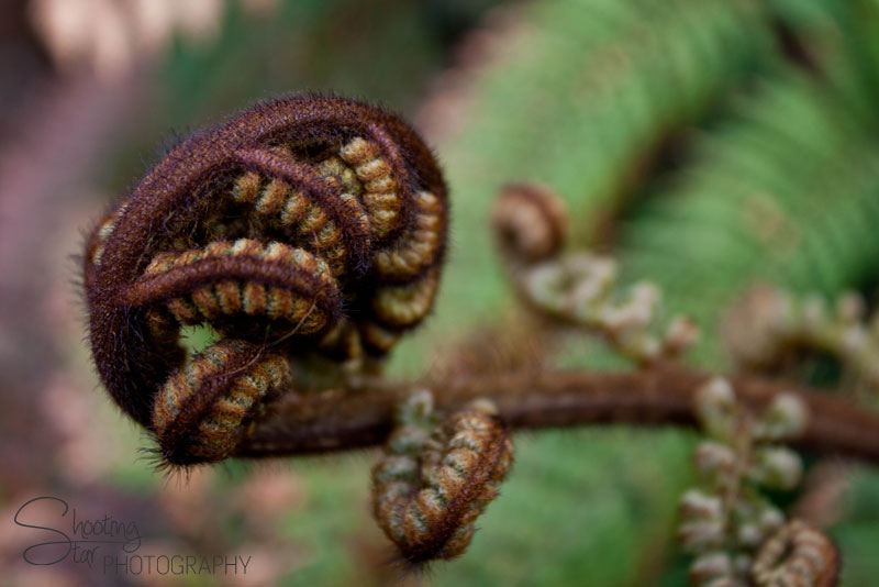 Fern