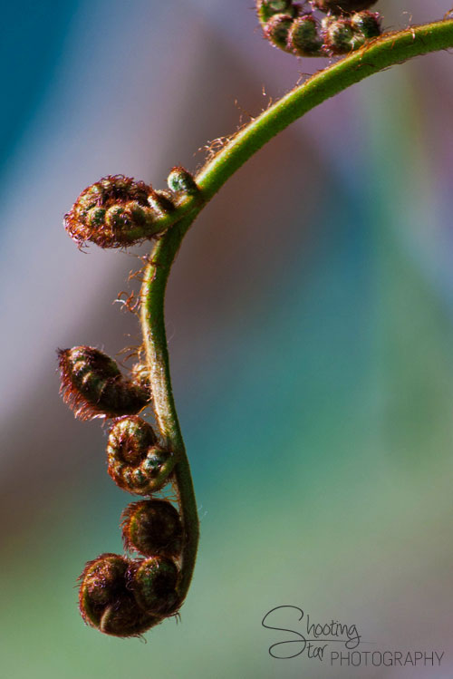 Fern