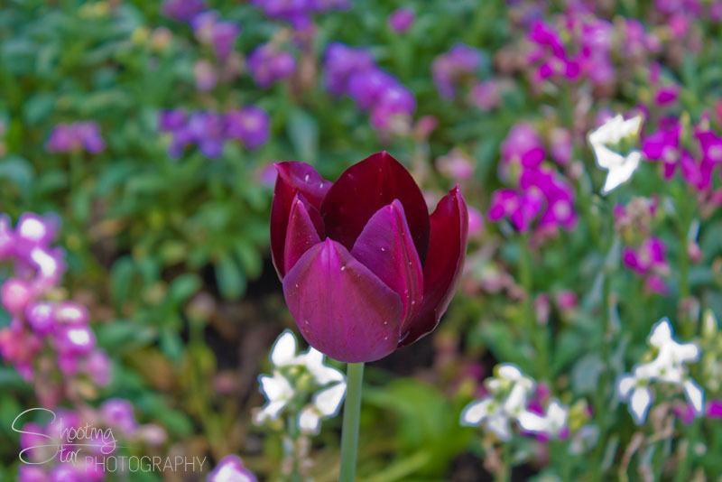 Tulip