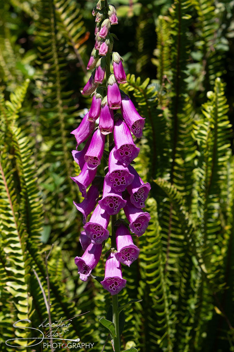 Foxglove plant