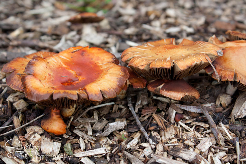 Mushrooms