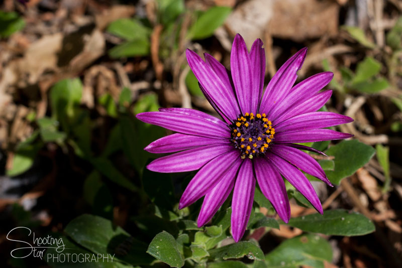 Purple flower