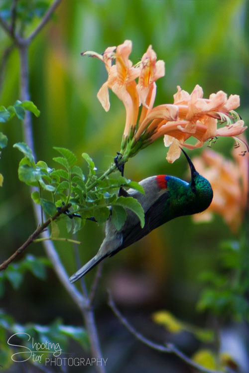 Sunbird