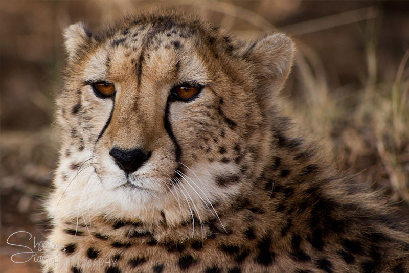 Cheetah
