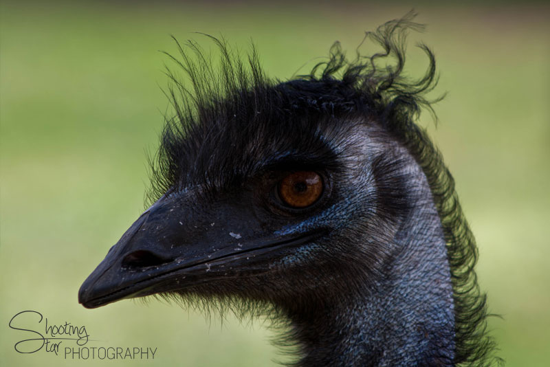 Emu