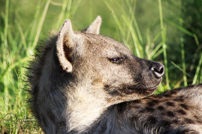 Hyena