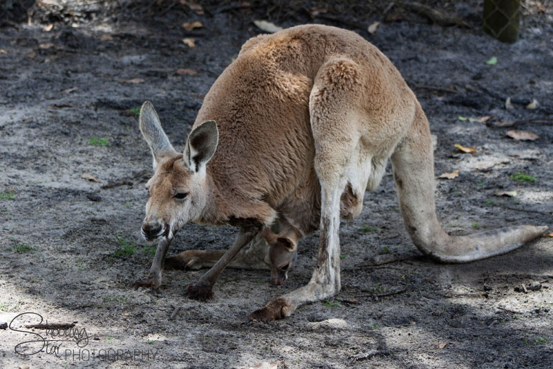 Kangaroo