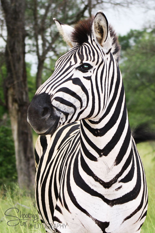 Zebra