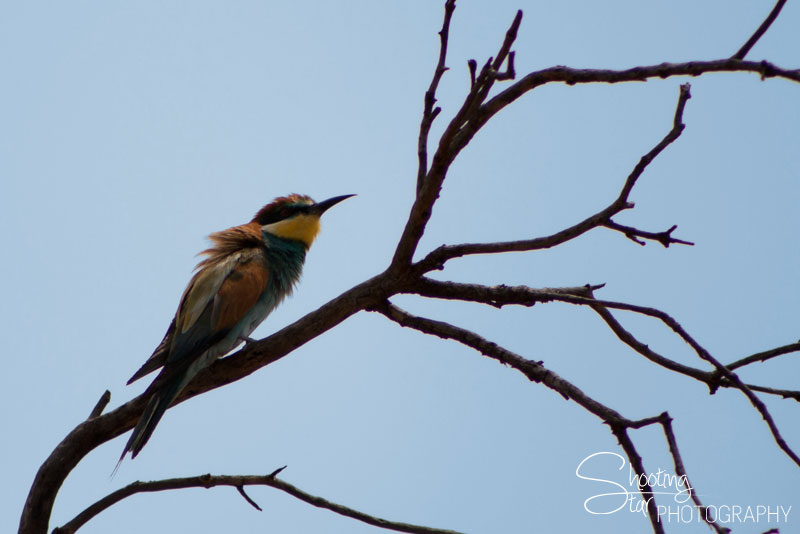 European Bee Eater