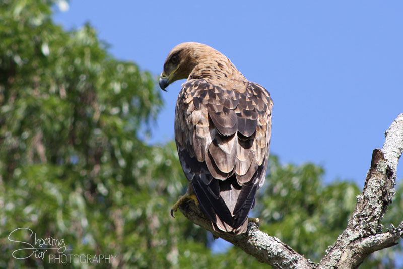 Wahlberg's Eagle