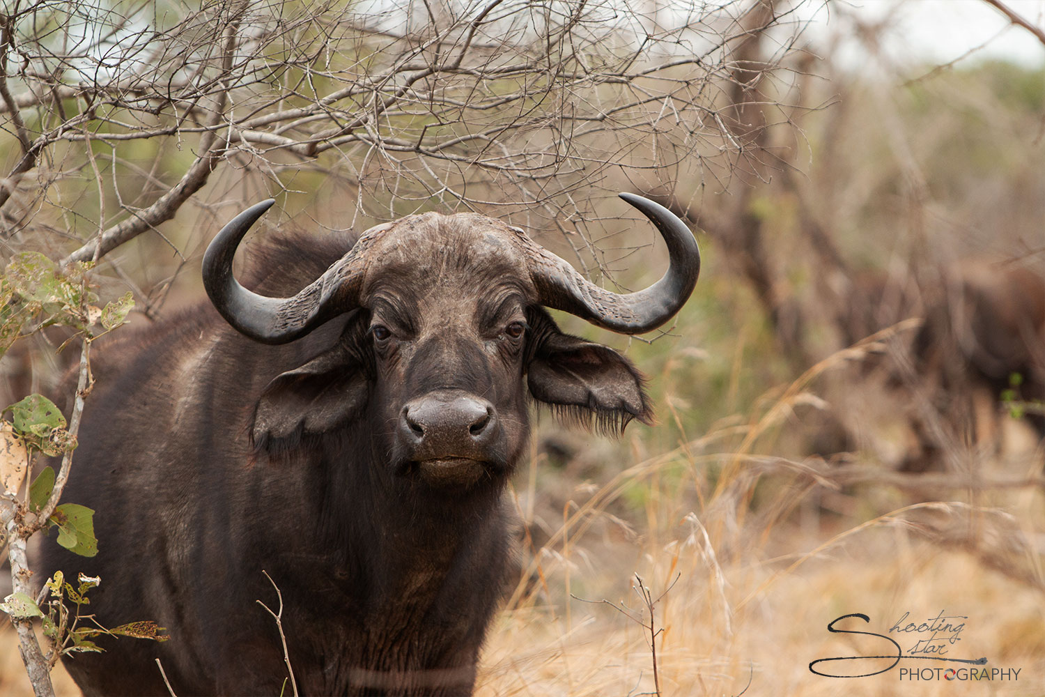 Buffalo