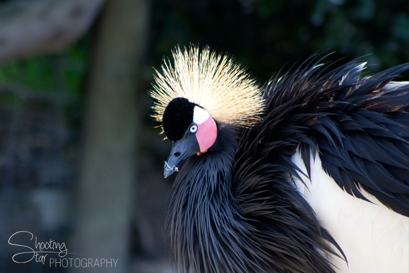 Grey Crowned Crane