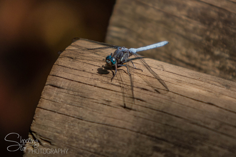 Dragonfly
