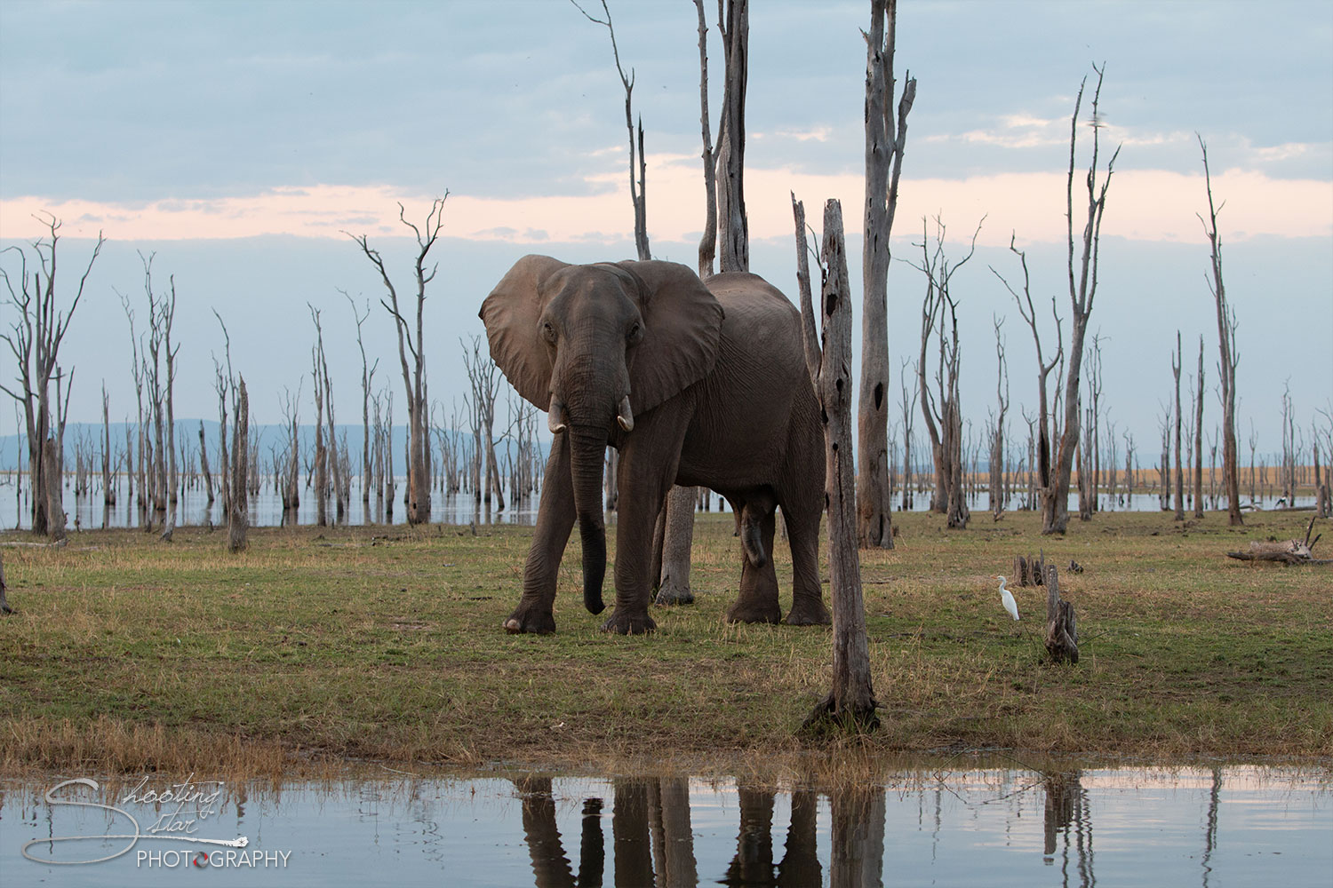 Elephant on Lake Kariba