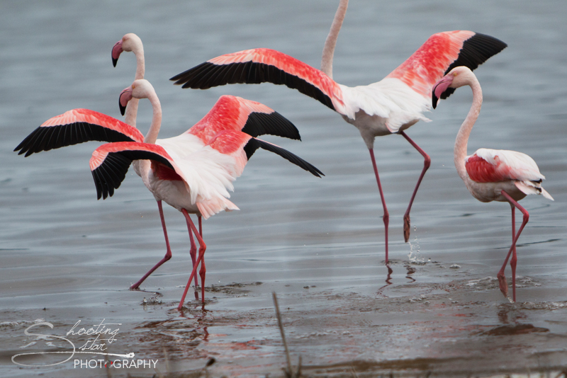 Flamingo