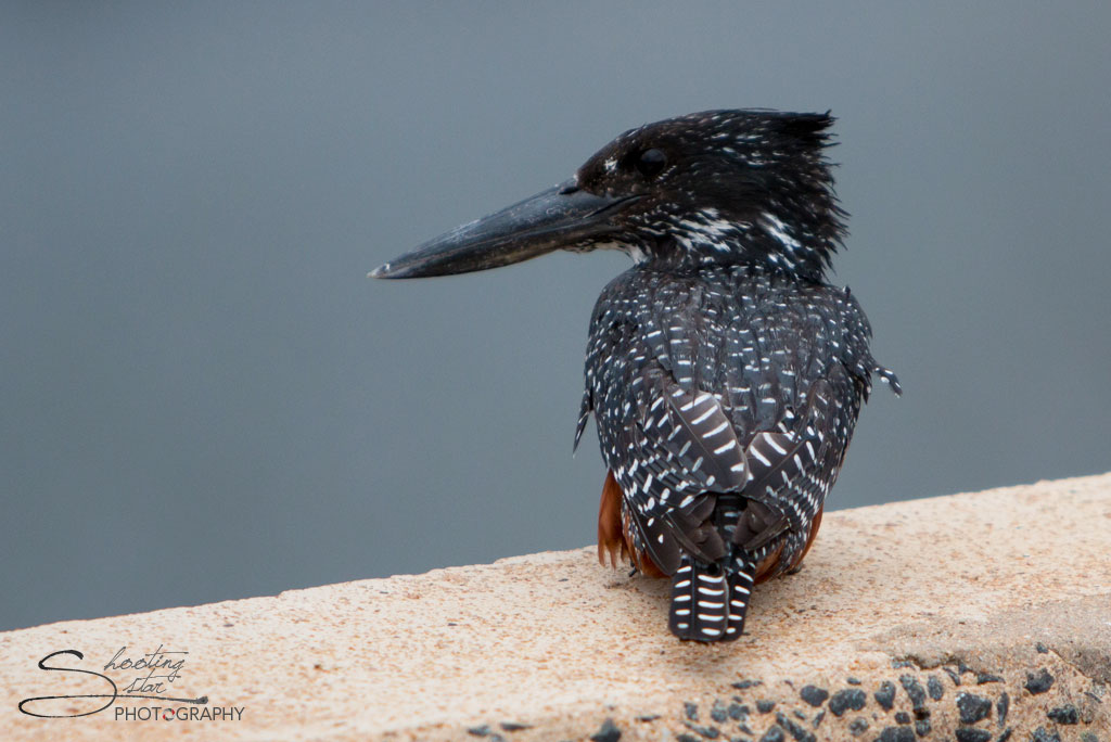 Giant Kingfisher