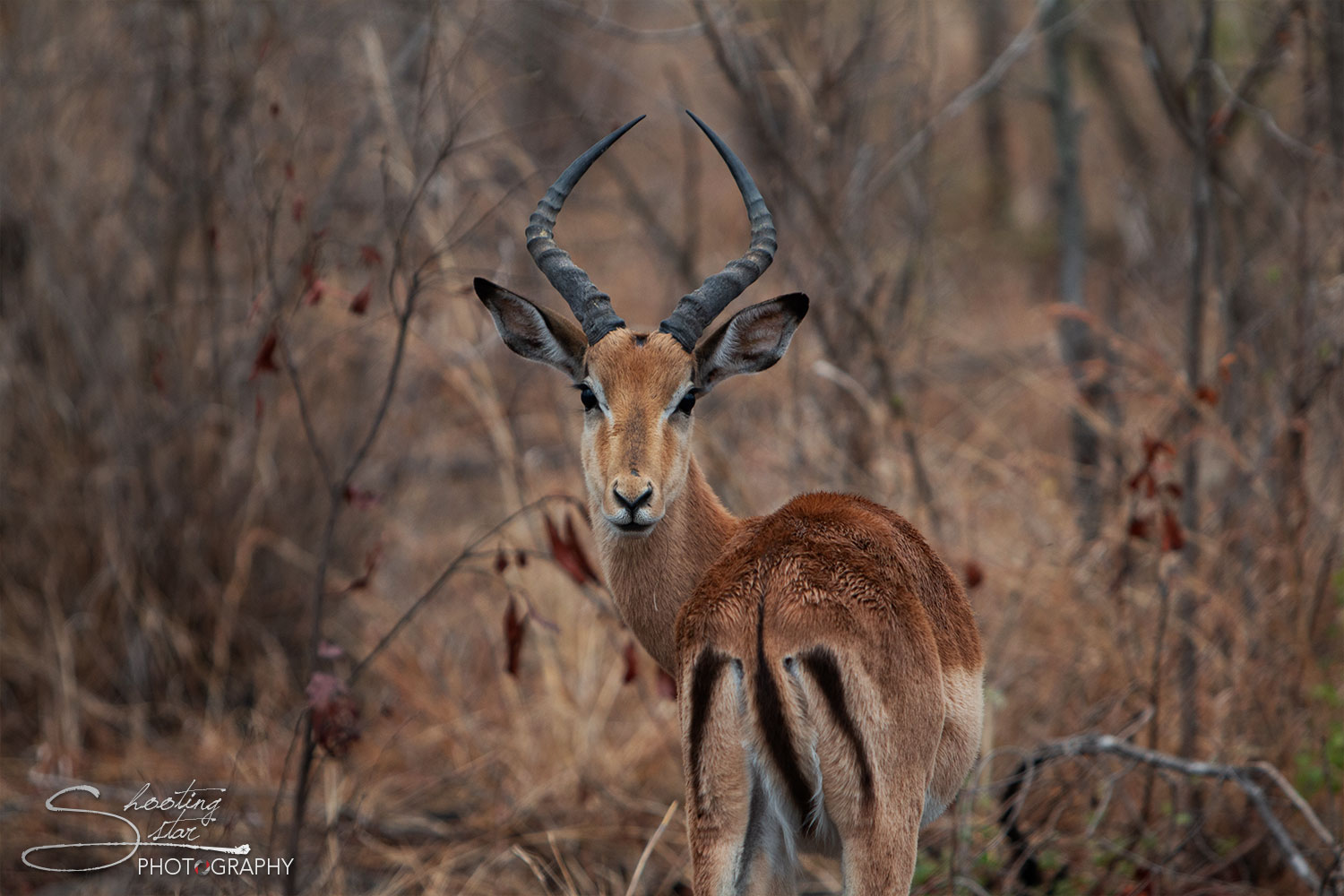 Impala