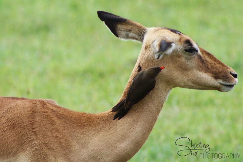 Impala