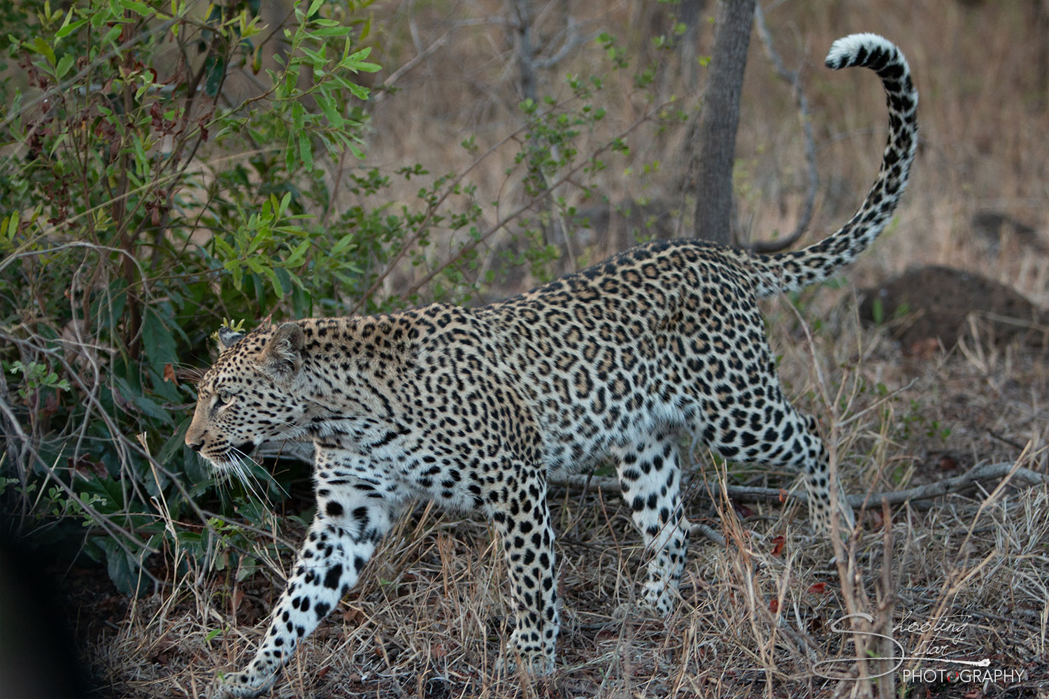 Leopard
