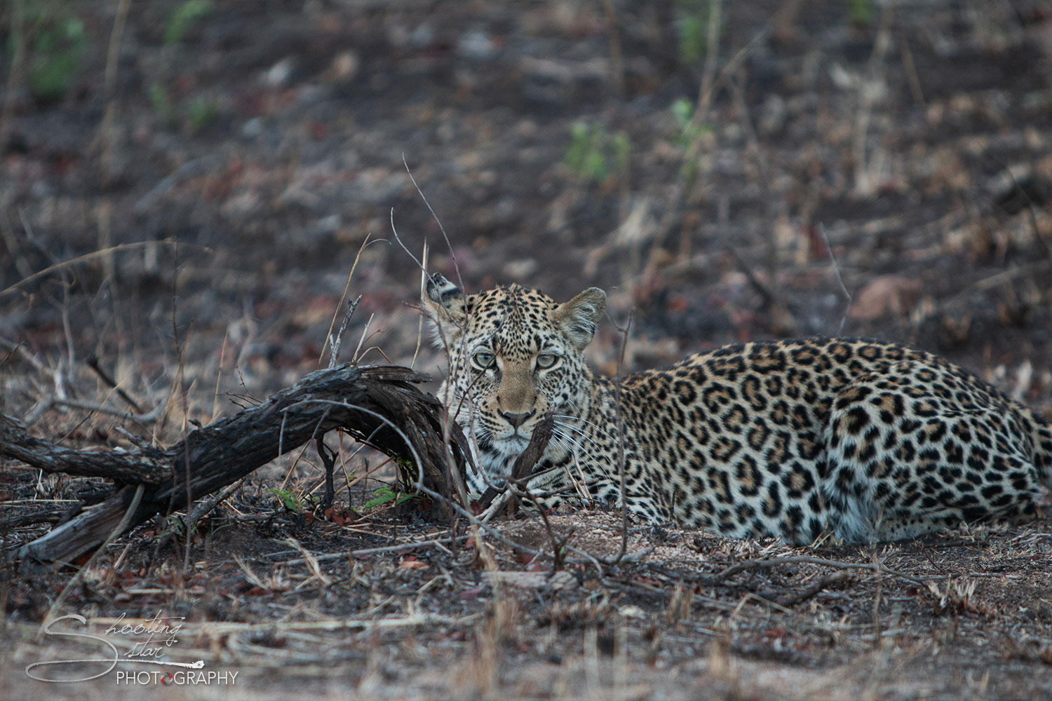 Leopard