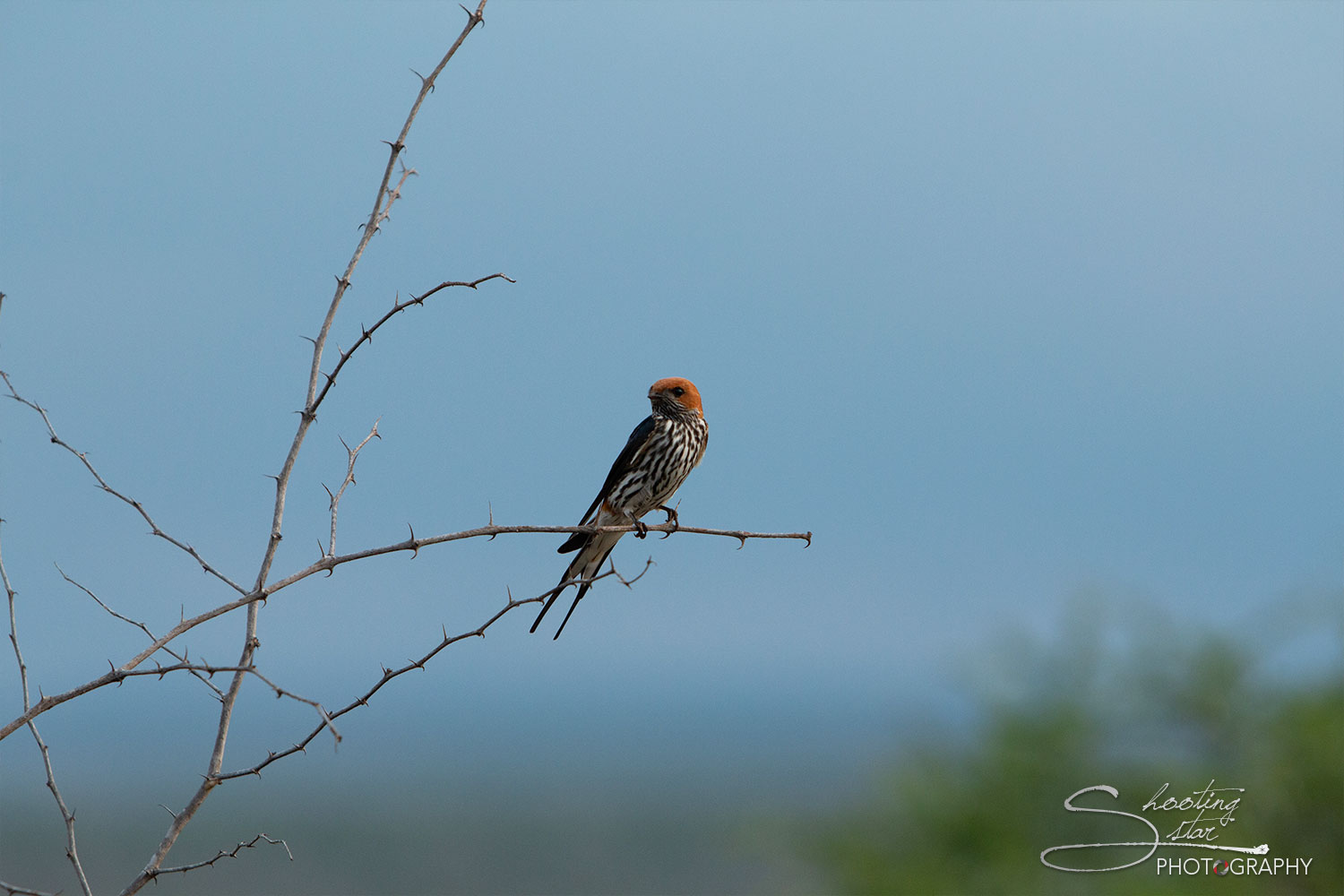 Lesser-striped Swallow