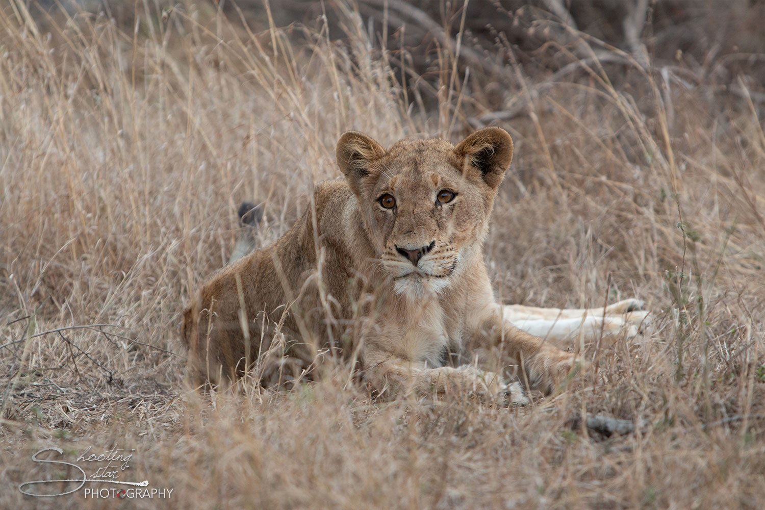 Lioness