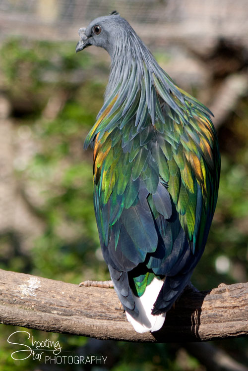 Nicobar Pigeon