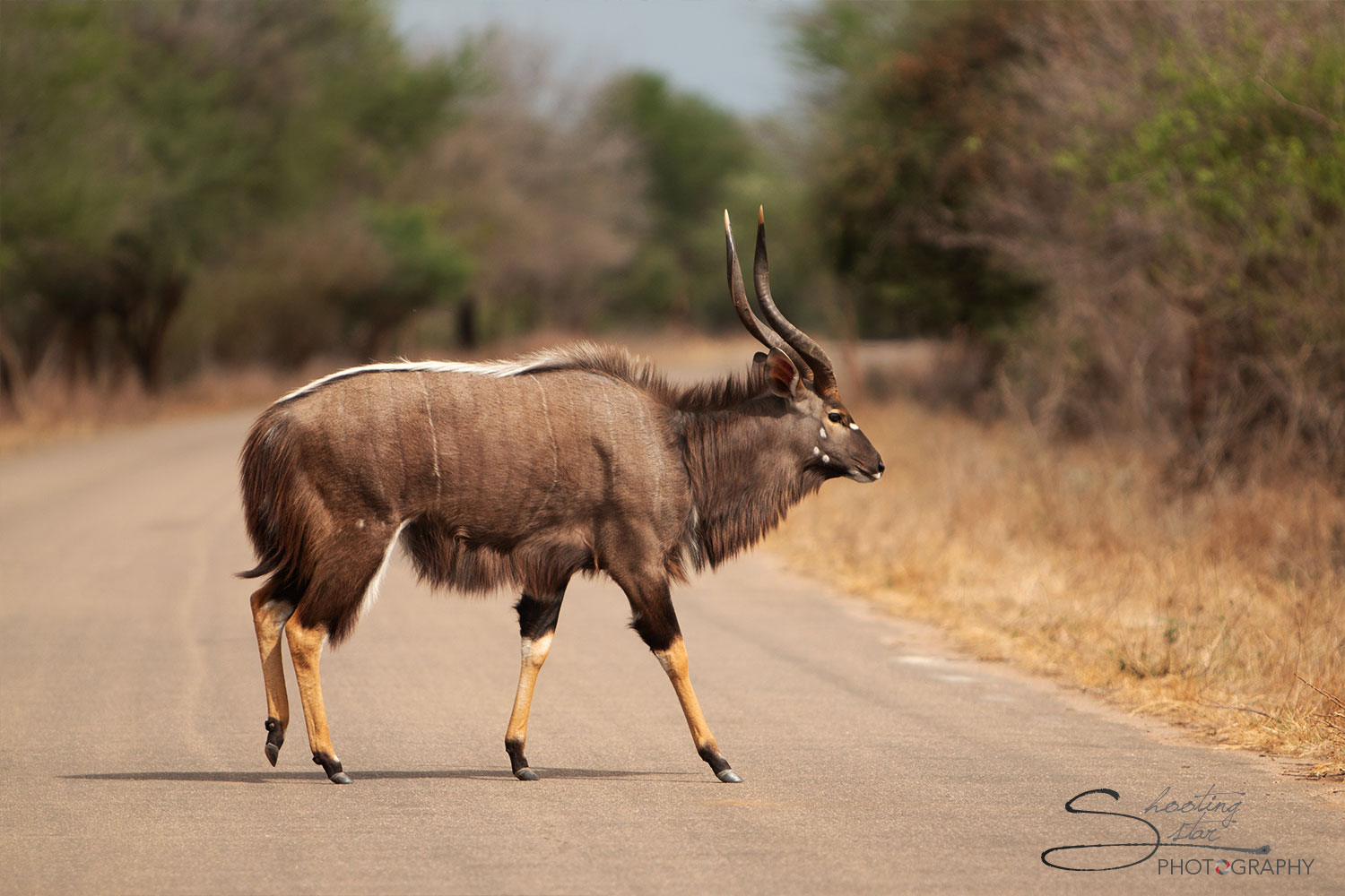 Nyala