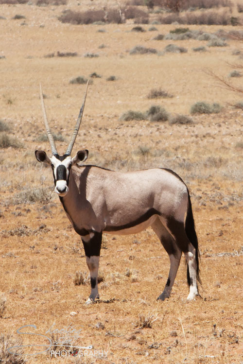 Oryx Gemsbok
