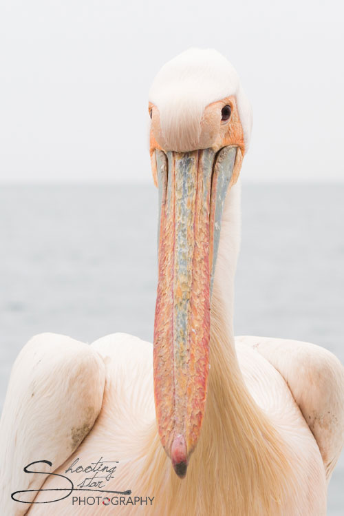 Great White Pelican