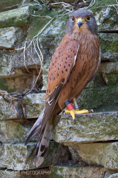 Rock Kestrel