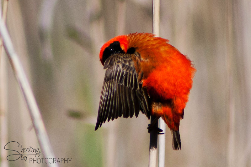 Southern Red Bishop