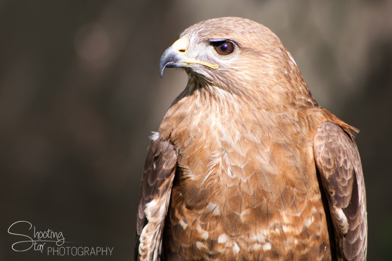 Steppe Eagle