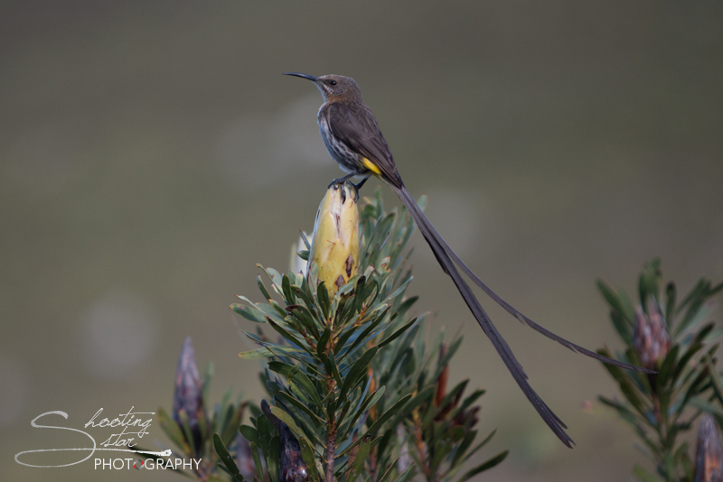 Female Sugar Bird